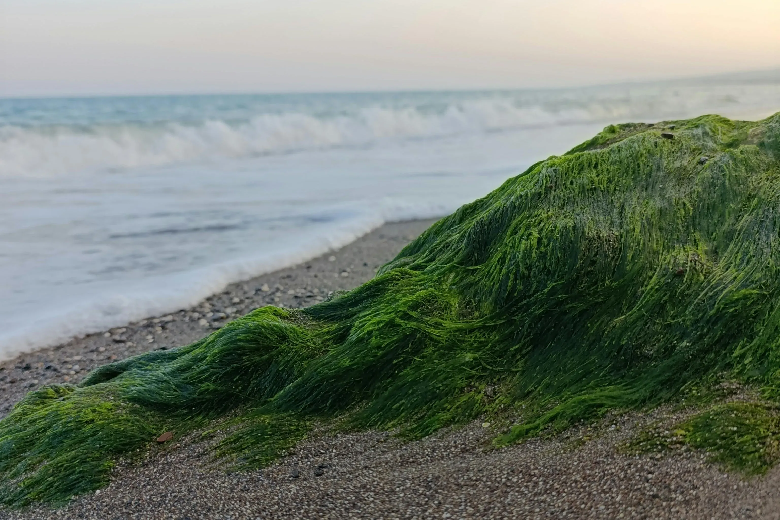 Морской пушок