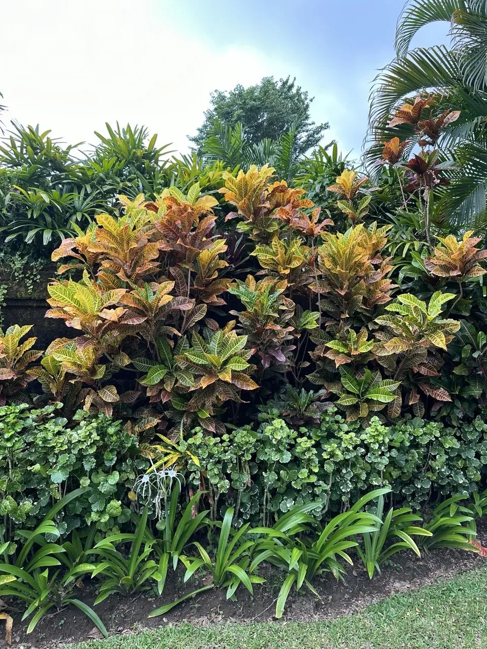 Зелень на Бали