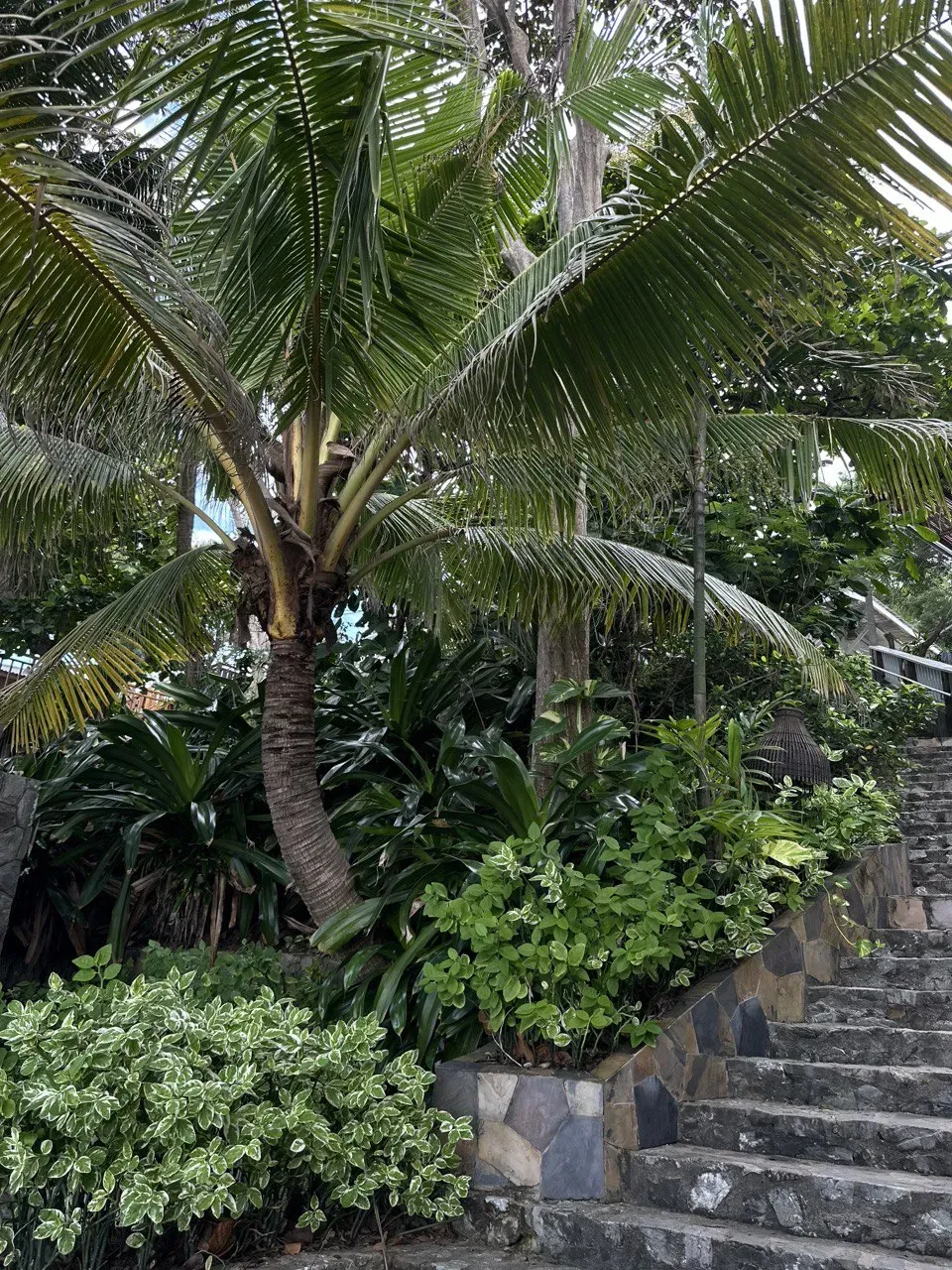 Зелень в Паттайе