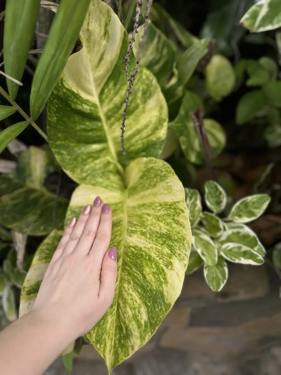 Зелень в Тае