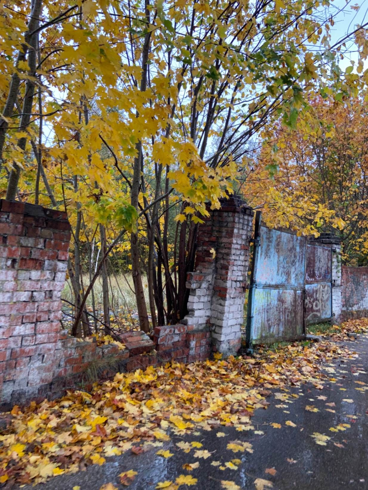 Забор у «Алленберга». Фото: Анастасия Пелевина