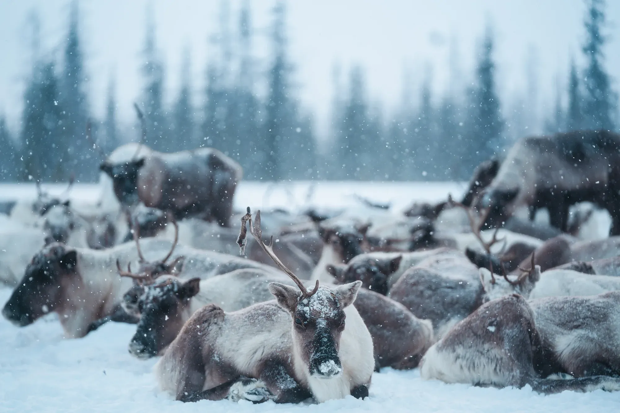 Стадо оленей / Александр Мазуров