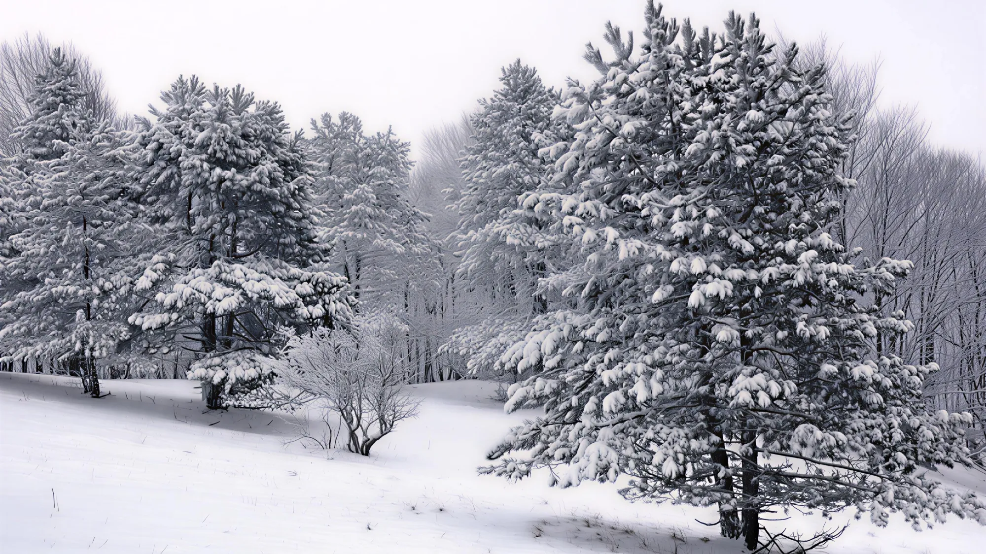 Уссурийский заповедник / Хабаровчанин, wikimedia